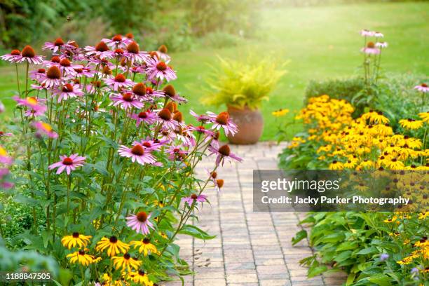 beautiful summer garden flower border with echinacea purpurea, rudbeckia yellow coneflowers - black eyed susan stock pictures, royalty-free photos & images