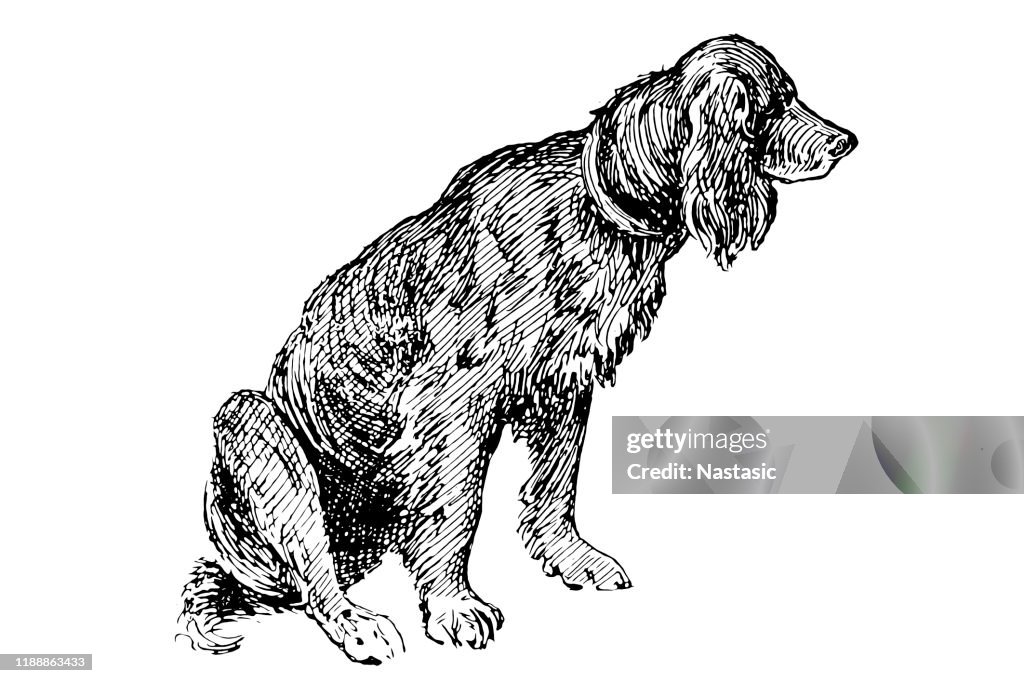 Setter dog