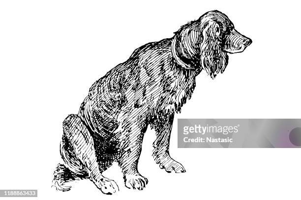 setter dog - hound stock illustrations