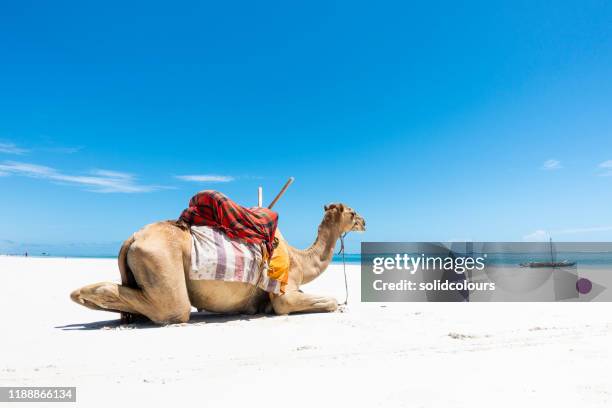 camel at diani beach - mombasa stock pictures, royalty-free photos & images