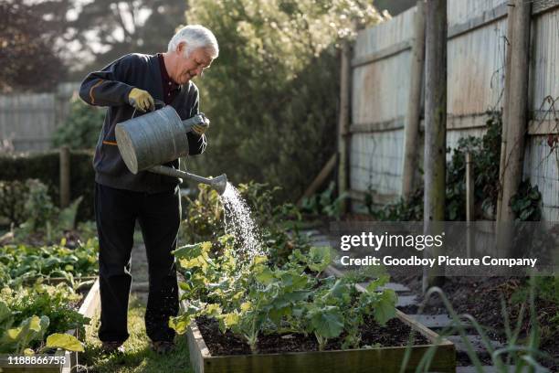senior man watering vegetables in his garden - regador imagens e fotografias de stock
