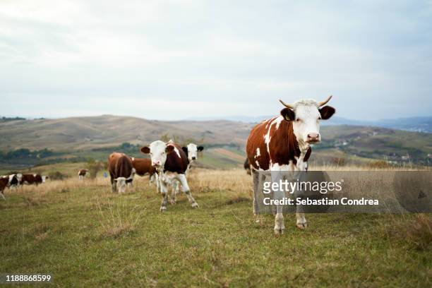 wild cows in the alps for the pasture, domestic animals on the farm, agriculture, tradition in eastern europe, transylvania, romania. - viehweide stock-fotos und bilder