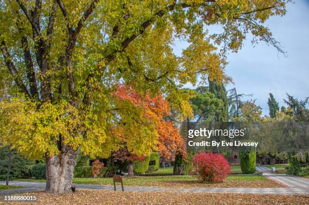 autumn in el buen retiro park - jardin haie photos et images de collection