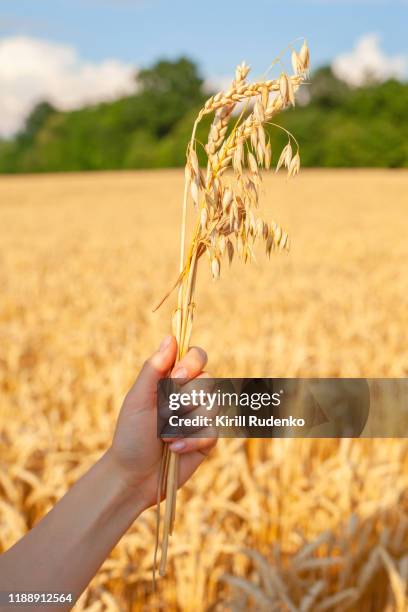 woman holding wheat ear and oat crops in her hands - ähre stock-fotos und bilder