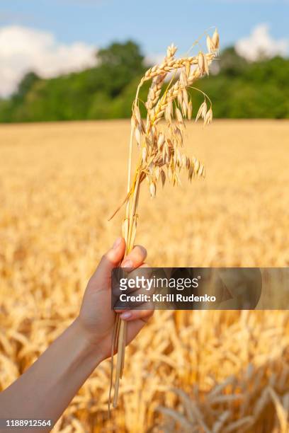woman holding wheat ear and oat crops in her hands - avena stock pictures, royalty-free photos & images