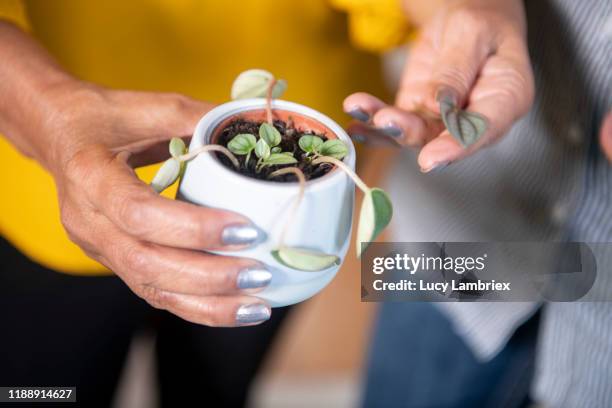 mixed group of women at a plant care / propagation workshop - ent stockfoto's en -beelden