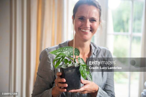 woman posing with fresh planted cuttings - begonia stock pictures, royalty-free photos & images