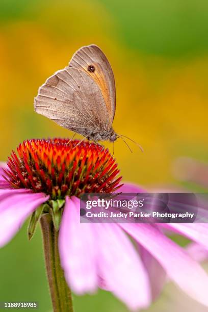 close-up image of the summer flowering, pink echinacea purpurea flower also known as the purple coneflower with a meadow brown butterfly - butterfly effect stock pictures, royalty-free photos & images