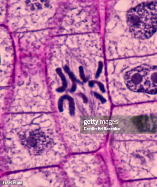 mitosis (metaphase) in a plant---chromosomes are lined up along the equatorial region of the mitotic spindle, onion (allium) root tip, 400x - spoelfiguur stockfoto's en -beelden