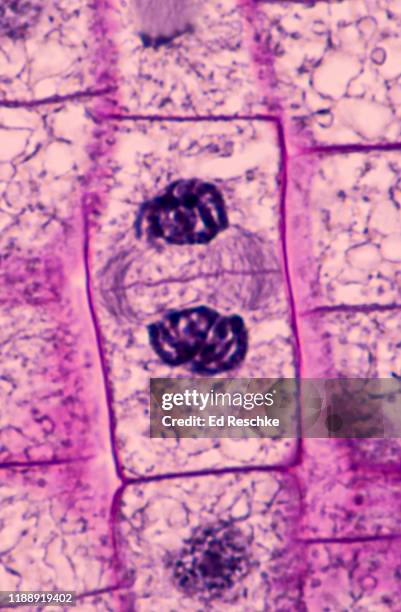 mitosis (telophase and cytokinesis) in a plant, cell plate and daughter cells, onion (allium) root tip, 400x - spoelfiguur stockfoto's en -beelden