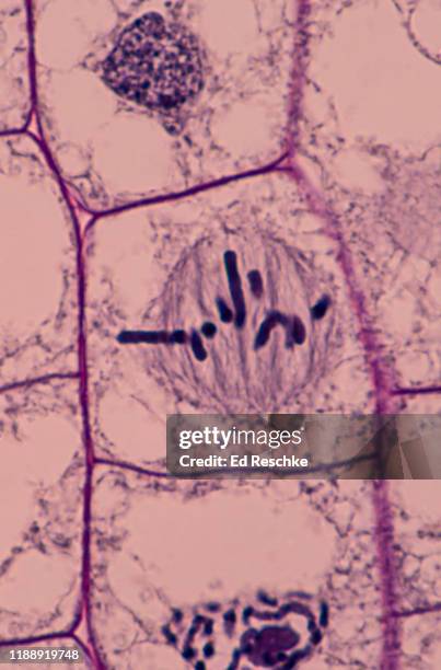 mitosis (metaphase) in a plant---chromosomes are lined up in the equatorial region of the mitotic spindle, onion (allium) root tip, 400x - spoelfiguur stockfoto's en -beelden