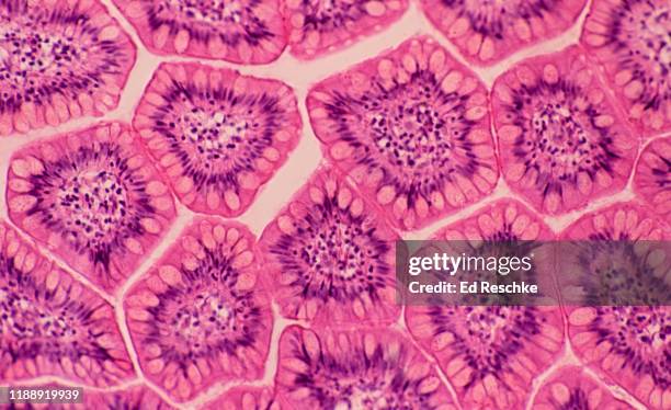 villi in cross section---small intestine (ileum) human, 50x - lamina propria stock-fotos und bilder