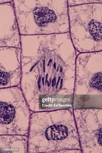 mitosis (anaphase) in a plant--chromosomes are moving to the poles, onion (allium) root tip 400x - spoelfiguur stockfoto's en -beelden