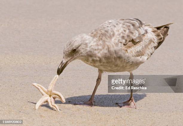 gull with sea star - herring gull stock pictures, royalty-free photos & images