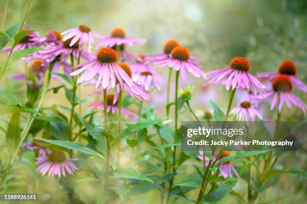 close-up image of the summer flowering, pink echinacea purpurea flower also known as the purple coneflower - zonnehoed composietenfamilie stockfoto's en -beelden