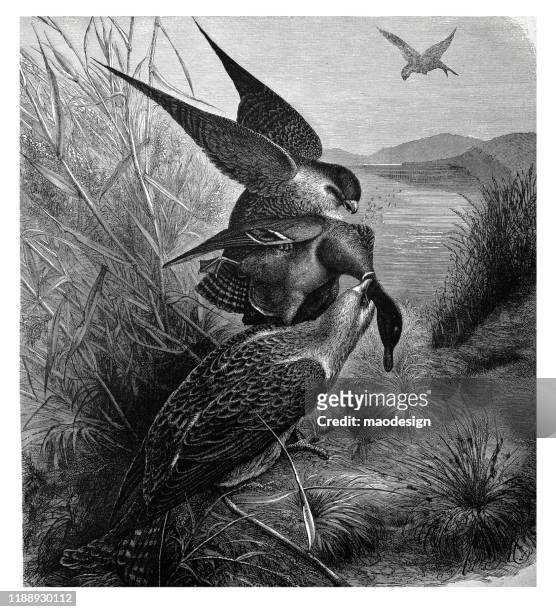 鷹已經捕食了一隻野鵝 - 1887 幅插畫檔、美工圖案、卡通及圖標