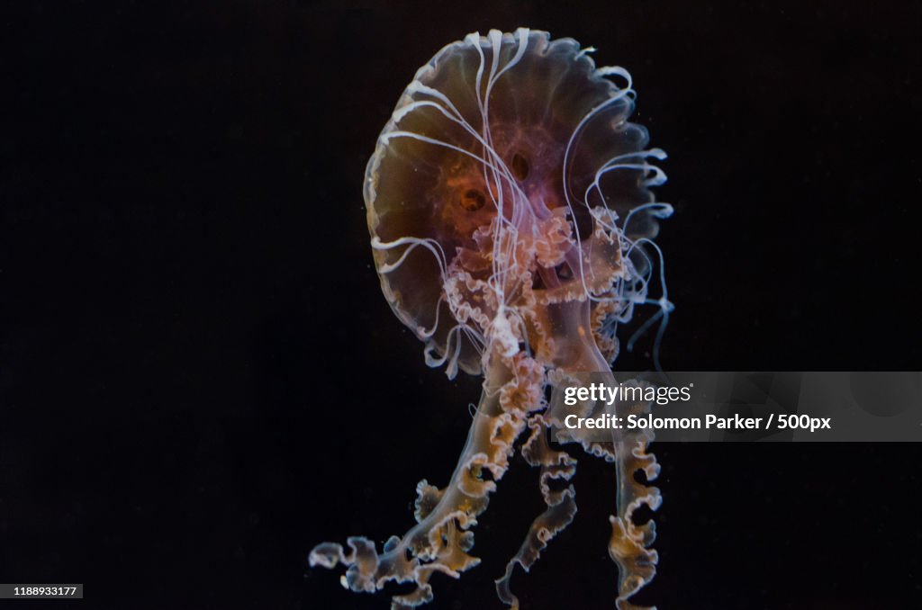 Jellyfish dancing underwater, Shedd Aquarium, Chicago, Illinois, USA