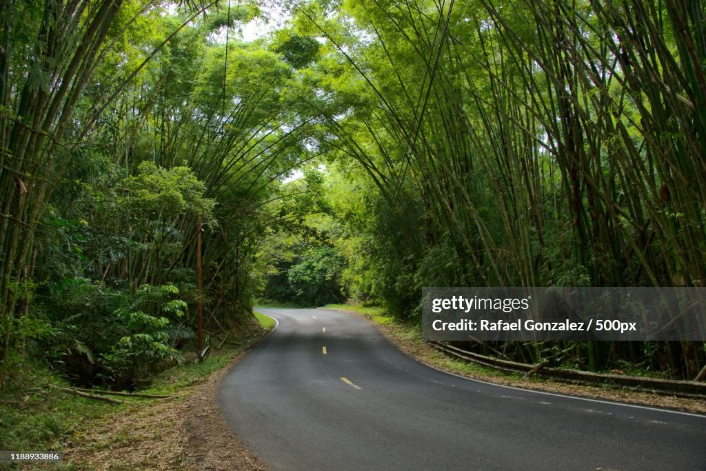 Road passing through forest, Guavate,  Patillas, Puerto Rico