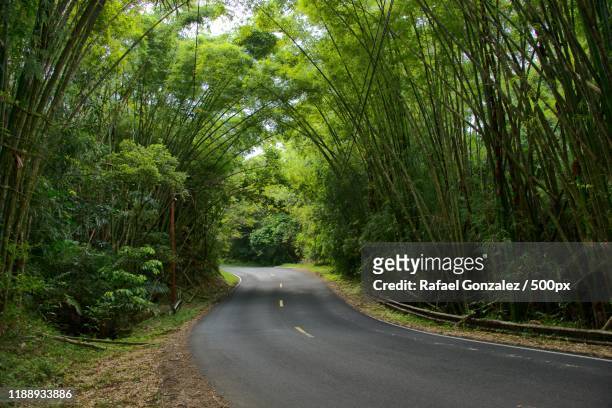 road passing through forest, guavate,  patillas, puerto rico - puerto rico road stock pictures, royalty-free photos & images