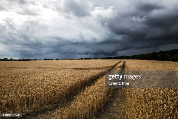 cornfield with dark clouds in the sky - corn field path stock pictures, royalty-free photos & images