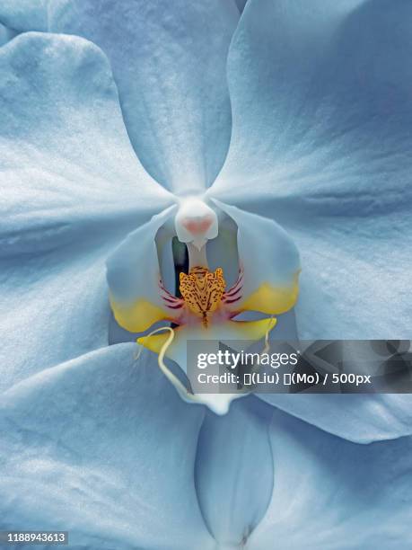 close-up of blue moth orchid flower - moth orchid imagens e fotografias de stock