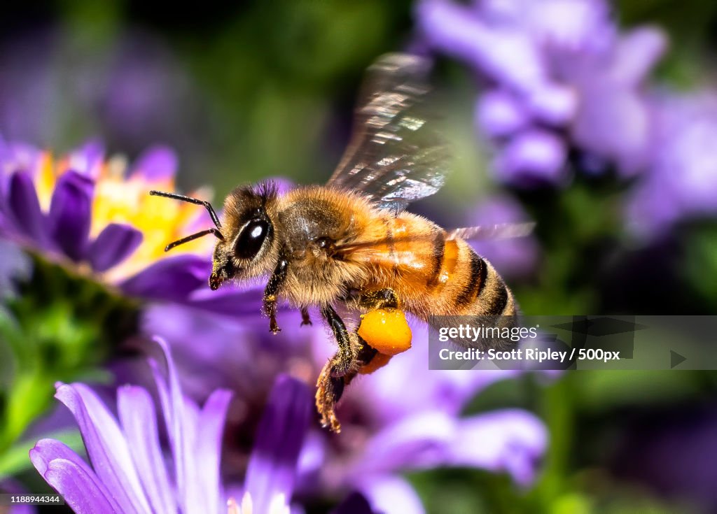 Close-up of honey bee carrying nectar, Cedar Mill, Oregon, USA