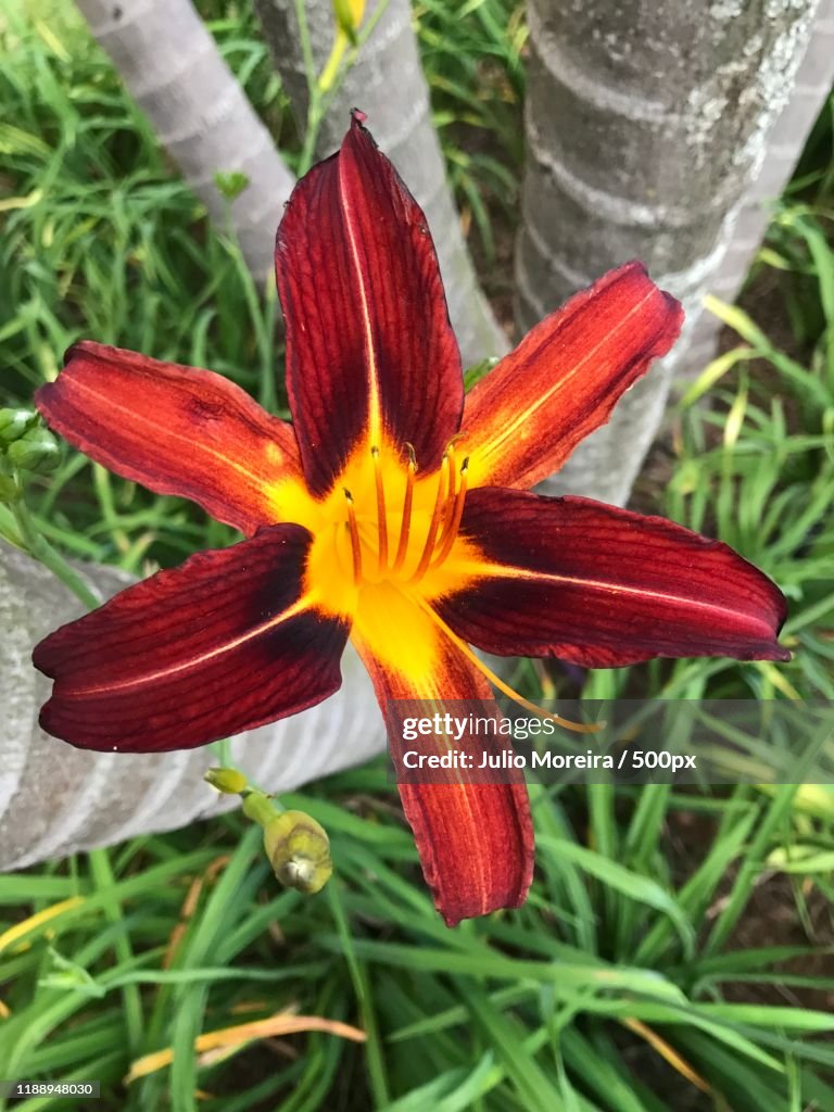 High angle view of blooming ruby lily flower, Jundiai, Brazil