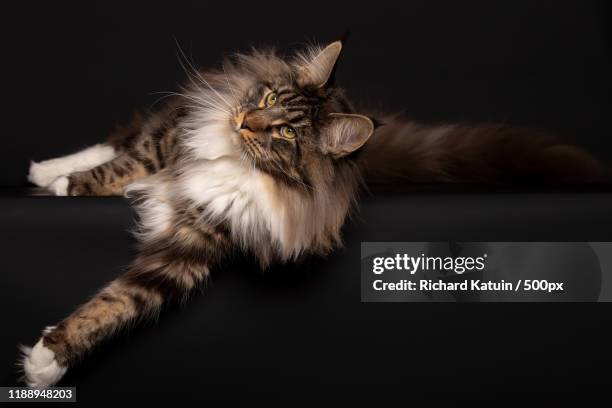 maine coon cat against black background - longhair cat stock-fotos und bilder