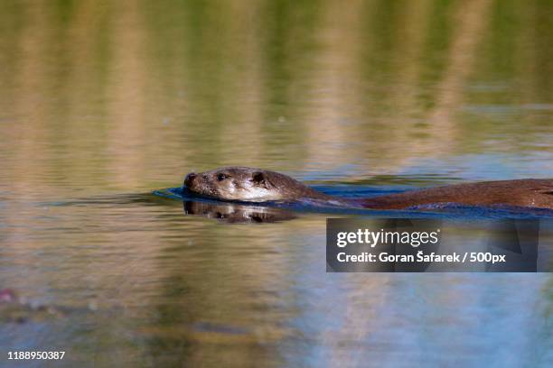 view of otter (lontra canadensis) in water - lontra photos et images de collection