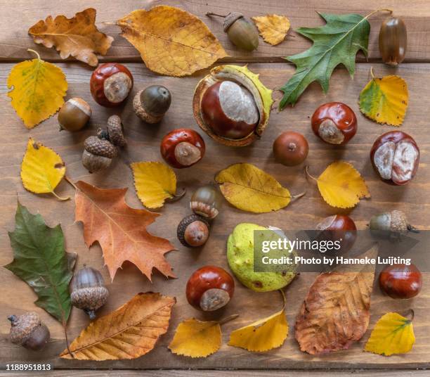 flat lay of autumn treasures - horse chestnut photos et images de collection