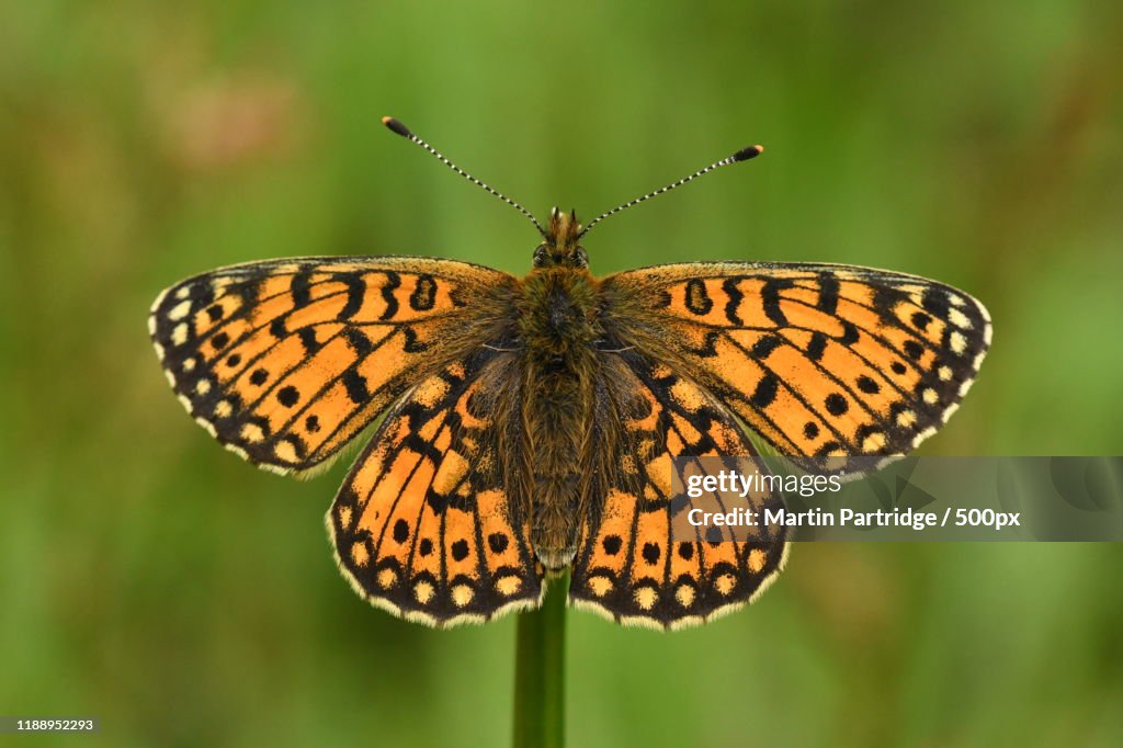 Close up of Small Pearl-Bordered Fritillary (Boloria Selene), Â Oban, Scotland, UK