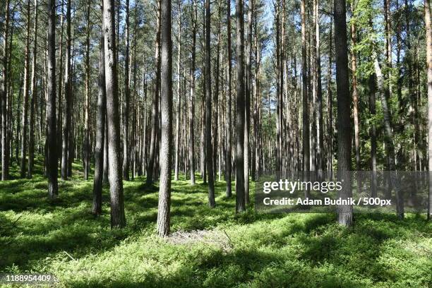Wierzchucino Fotografías e imágenes de stock Getty Images