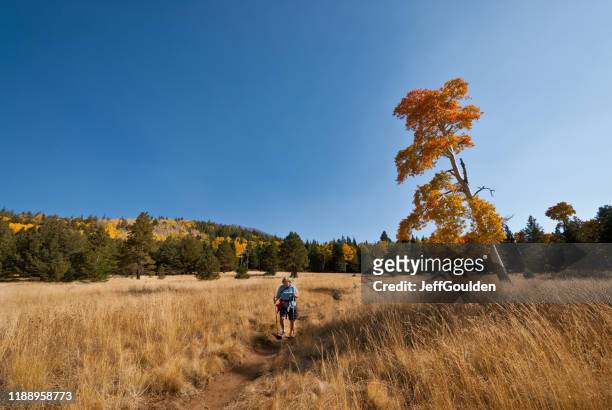 woman hiker on the arizona trail - flagstaff arizona stock pictures, royalty-free photos & images