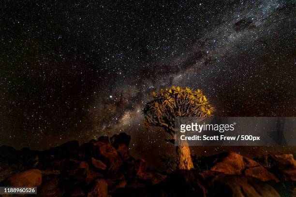 view of tree under night sky,  keetmanshoop, namibia - namibia sternenhimmel stock-fotos und bilder
