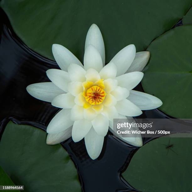 Lotus Flower Overhead Photos And Premium High Res Pictures Getty Images lotus-flower-overhead-photos-and-premium-high-res-pictures-getty-images