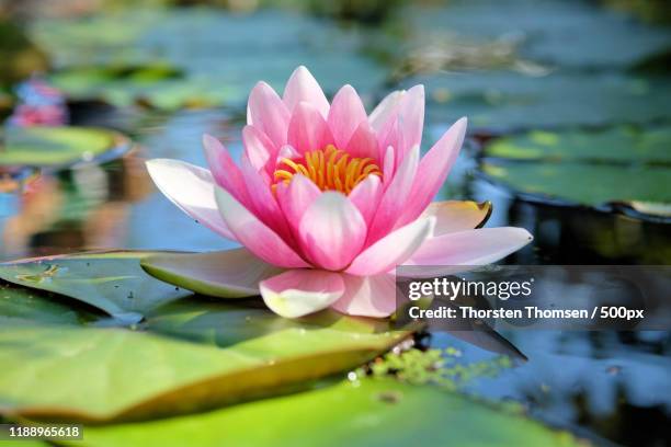 nature photograph with close-up of lotus water lily in pond - fiore di loto foto e immagini stock