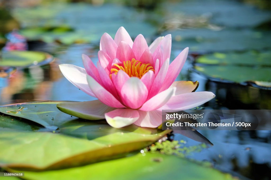 Nature Photograph With Close-Up Of Lotus Water Lily In Pond