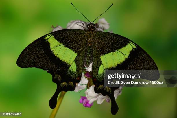nature photograph of emerald swallowtail butterfly (papilio palinurus) - papilio palinurus stock pictures, royalty-free photos & images
