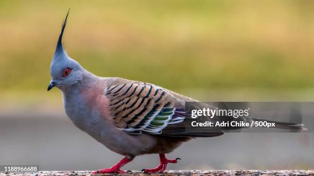 nature photograph of crested pigeon (ocyphaps lophotes) - ocyphaps lophotes stock pictures, royalty-free photos & images
