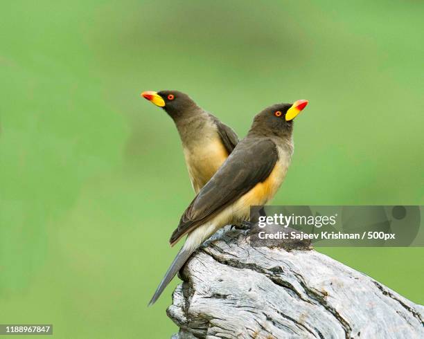 close up of two red billed oxpeckers - picoteador de pico rojo fotografías e imágenes de stock