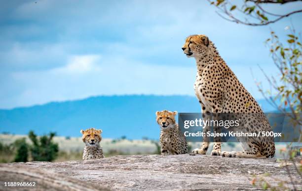 view of cheetah family - cheetah stock pictures, royalty-free photos & images