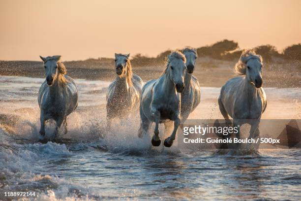 five horses running through water at sunset - horse running water stock pictures, royalty-free photos & images