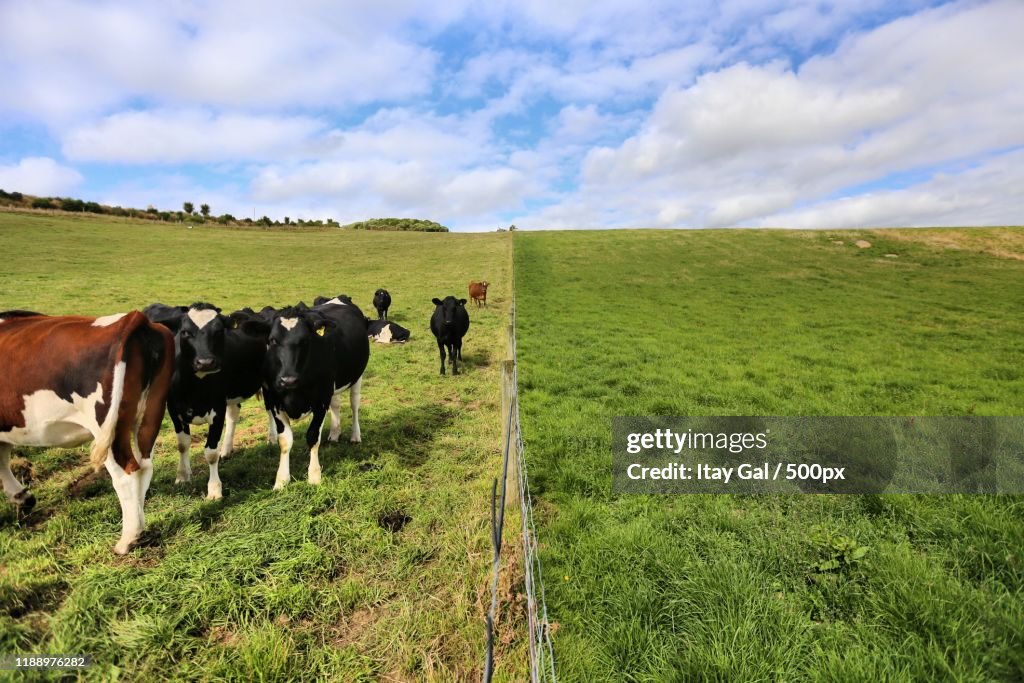 Cattle grazing on green grass, Â Winton, New Zealand