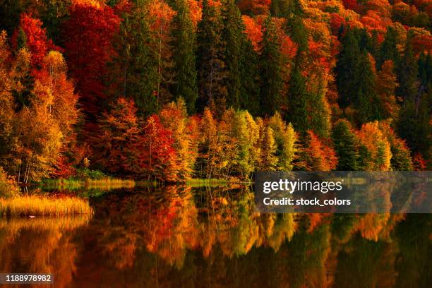 colores vibrantes de los árboles de otoño - bicolor color fotografías e imágenes de stock