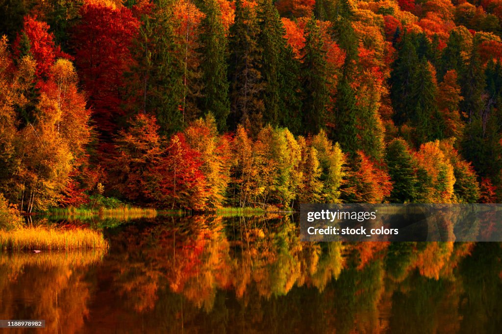 Vibrant colors of autumn trees