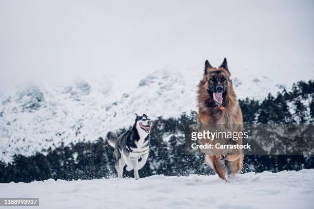 lovely siberian husky together german shepherd running in snowy landscape - sleigh dog snow stock pictures, royalty-free photos & images