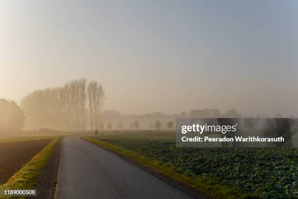 tranquil misty and foggy scenery of disability people on wheelchair and dog on road beside agricultural and natural field in countryside area in morning with golden light from sunrise. - smog stock pictures, royalty-free photos & images