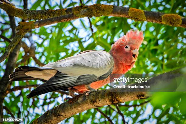 baby galah (eolophus roseicapilla) - ozeanien stock-fotos und bilder