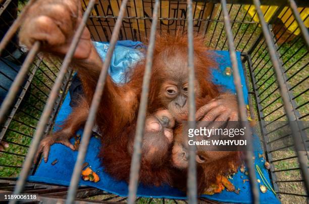 This picture taken on December 15, 2019 shows three young orangutans after they were rescued by police from illegal wildlife traffickers in Pekanbaru...