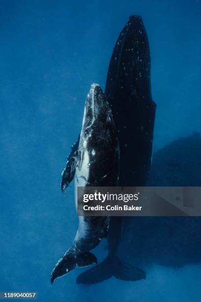 humpback whales of tonga - whale calf stock-fotos und bilder
